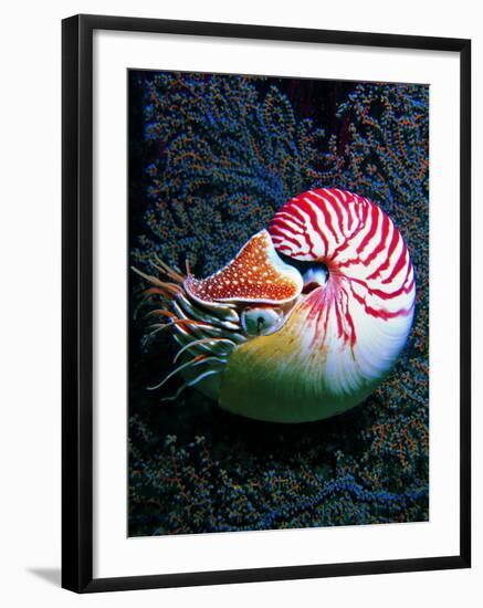 Nautilo (Nautilus Pompilius)-Andrea Ferrari-Framed Photographic Print