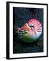 Nautilo (Nautilus Pompilius)-Andrea Ferrari-Framed Photographic Print