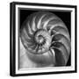 Nautilus 2-Moises Levy-Framed Photographic Print