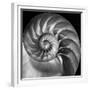 Nautilus 2-Moises Levy-Framed Photographic Print