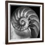 Nautilus 2-Moises Levy-Framed Photographic Print