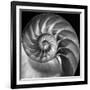 Nautilus 2-Moises Levy-Framed Photographic Print