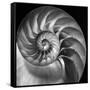 Nautilus 2-Moises Levy-Framed Stretched Canvas