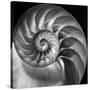 Nautilus 2-Moises Levy-Stretched Canvas