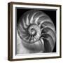 Nautilus 2-Moises Levy-Framed Photographic Print