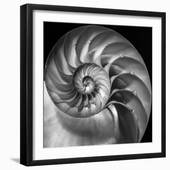 Nautilus 2-Moises Levy-Framed Photographic Print