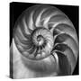 Nautilus 2-Moises Levy-Stretched Canvas