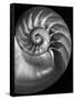 Nautilus 3-2-Moises Levy-Framed Stretched Canvas