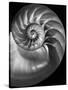 Nautilus 3-2-Moises Levy-Stretched Canvas