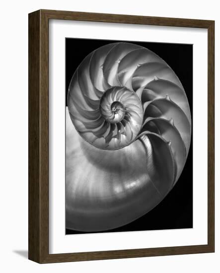 Nautilus 3-2-Moises Levy-Framed Photographic Print