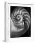 Nautilus 3-2-Moises Levy-Framed Photographic Print