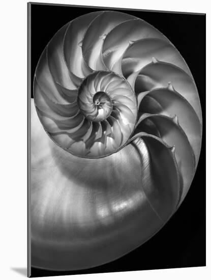 Nautilus 3-2-Moises Levy-Mounted Photographic Print