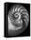 Nautilus 3-2-Moises Levy-Framed Stretched Canvas