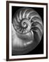 Nautilus 3-2-Moises Levy-Framed Photographic Print