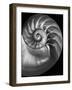 Nautilus 3-2-Moises Levy-Framed Premium Photographic Print