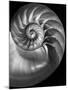 Nautilus 3-2-Moises Levy-Mounted Photographic Print