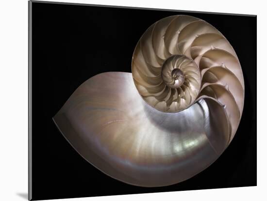 Nautilus 3-Moises Levy-Mounted Photographic Print