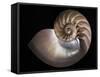 Nautilus 3-Moises Levy-Framed Stretched Canvas