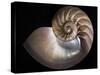 Nautilus 3-Moises Levy-Stretched Canvas