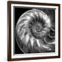 Nautilus 4-Moises Levy-Framed Photographic Print