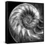 Nautilus 4-Moises Levy-Framed Stretched Canvas