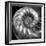 Nautilus 4-Moises Levy-Framed Photographic Print