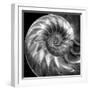 Nautilus 4-Moises Levy-Framed Photographic Print