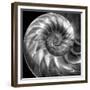 Nautilus 4-Moises Levy-Framed Photographic Print