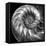 Nautilus 4-Moises Levy-Framed Stretched Canvas
