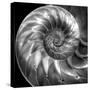 Nautilus 4-Moises Levy-Stretched Canvas