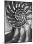 Nautilus 5-Moises Levy-Mounted Photographic Print