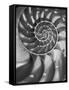 Nautilus 5-Moises Levy-Framed Stretched Canvas