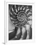 Nautilus 5-Moises Levy-Framed Photographic Print