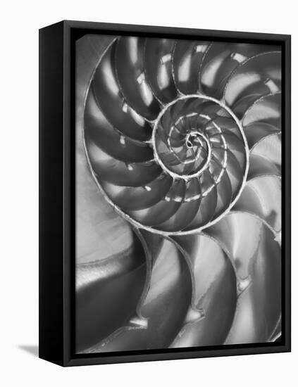 Nautilus 5-Moises Levy-Framed Stretched Canvas