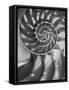 Nautilus 5-Moises Levy-Framed Stretched Canvas