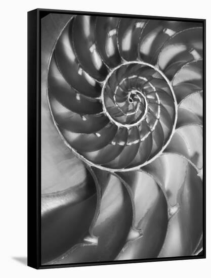 Nautilus 5-Moises Levy-Framed Stretched Canvas