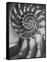 Nautilus 5-Moises Levy-Framed Stretched Canvas
