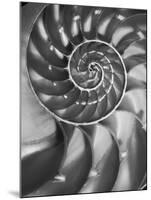 Nautilus 5-Moises Levy-Mounted Photographic Print