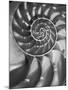 Nautilus 5-Moises Levy-Mounted Photographic Print