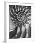 Nautilus 5-Moises Levy-Framed Photographic Print