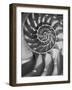 Nautilus 5-Moises Levy-Framed Premium Photographic Print