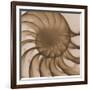 Nautilus Close-Up-Albert Koetsier-Framed Premium Giclee Print