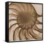 Nautilus Close-Up-Albert Koetsier-Framed Stretched Canvas