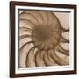 Nautilus Close-Up-Albert Koetsier-Framed Art Print