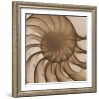 Nautilus Close-Up-Albert Koetsier-Framed Art Print