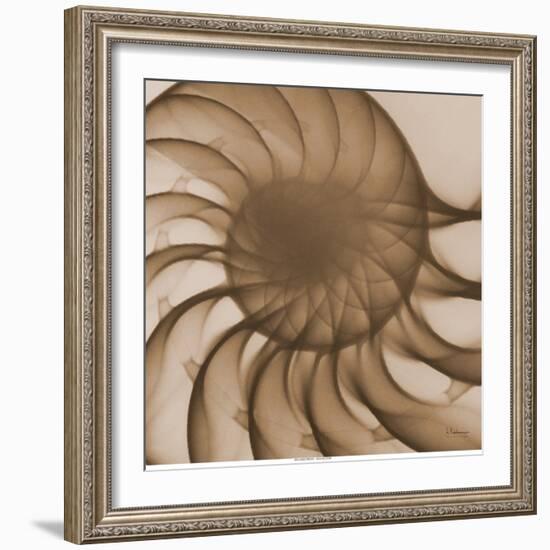 Nautilus Close-Up-Albert Koetsier-Framed Art Print