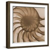 Nautilus Close-Up-Albert Koetsier-Framed Art Print