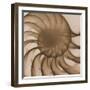 Nautilus Close-Up-Albert Koetsier-Framed Art Print