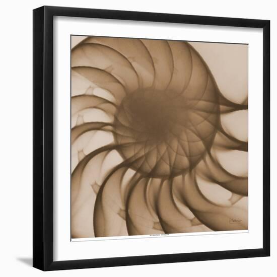 Nautilus Close-Up-Albert Koetsier-Framed Art Print