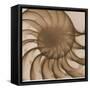 Nautilus Close-Up-Albert Koetsier-Framed Stretched Canvas